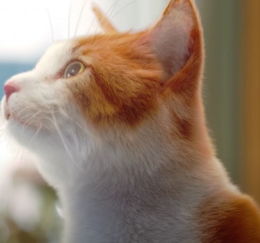[ATHE]고양이가 립밤광고에 왜나와?
